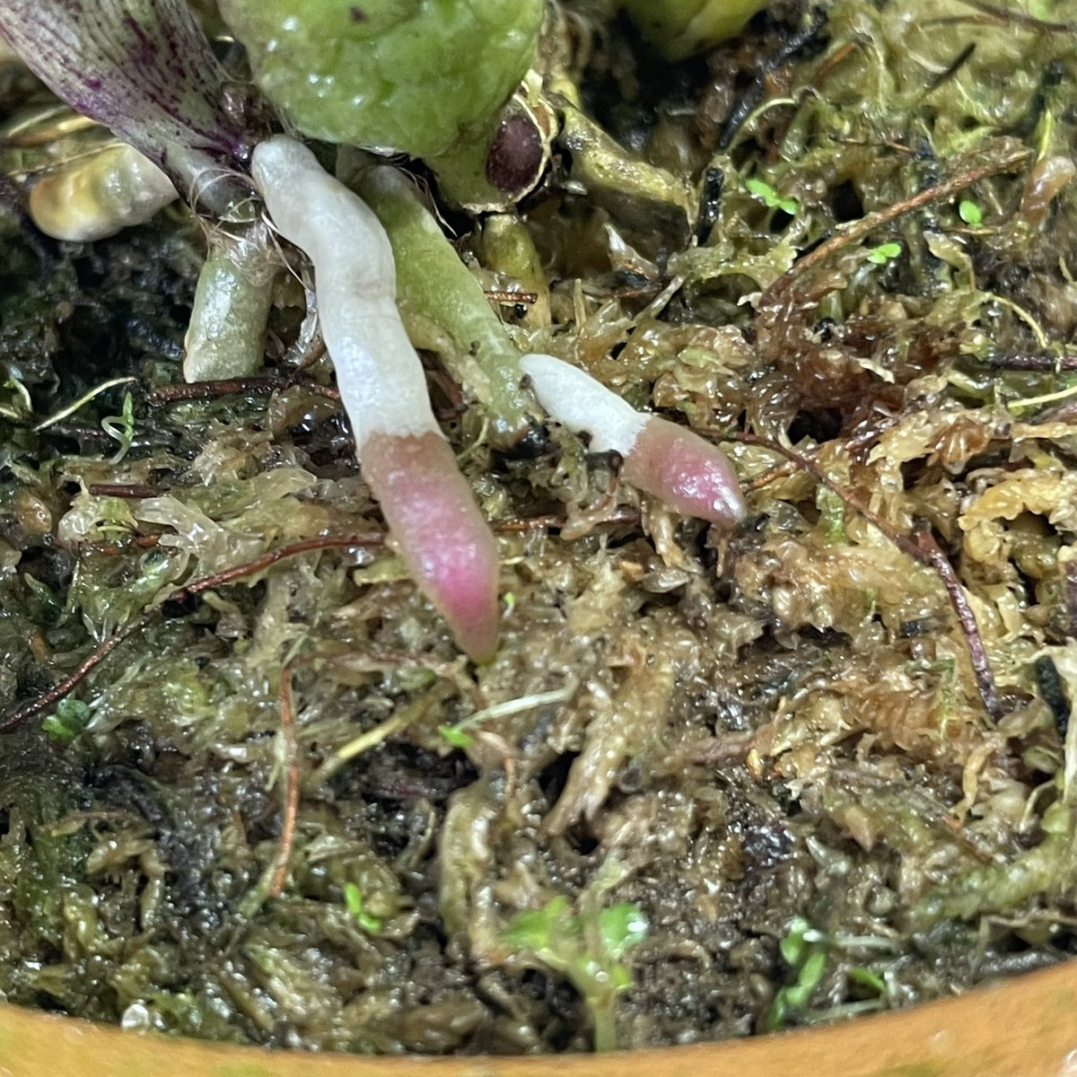 SatoxBenton's tweet photo. C.walkeriana rubra ‘Power’
小さなバルブとバリバリな葉、モリモリの株姿にまるまるの蕾にワルケリアナでは稀なルビー根
毎年少しずつ花形が変わるから過去の花形を上回る事を期待して、
Powerはワルケリアナの醍醐味の全てを備えている
茶話会にて花を堪能出来ます
お申し込みお待ちしております https://t.co/6UgRi4ffsr