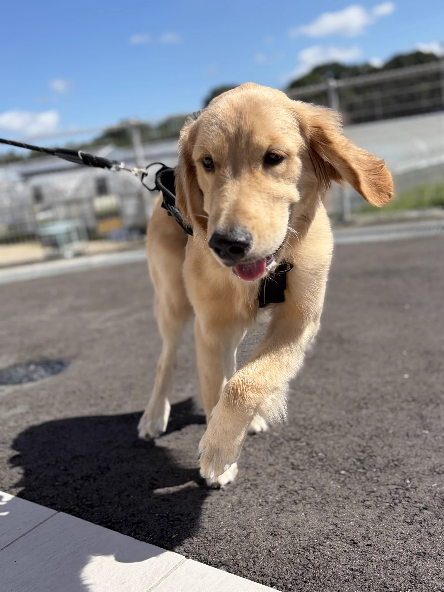 X-এ ニコちゃん🐩てっちゃん🐕 ͗ ͗ ͗: 