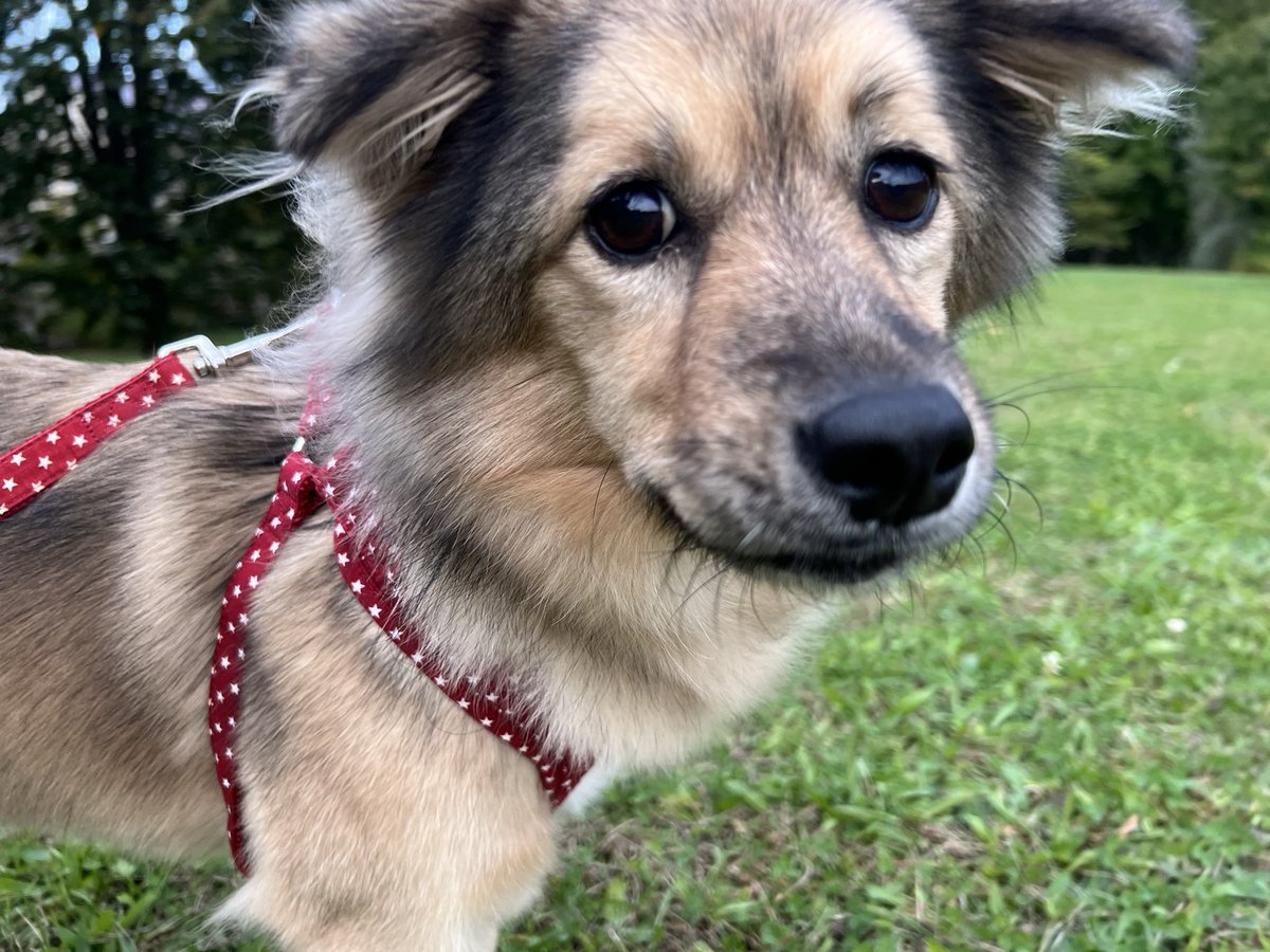 majorinko's tweet photo. 夕んぽ🐶🍁 https://t.co/g63Q59ZhBl