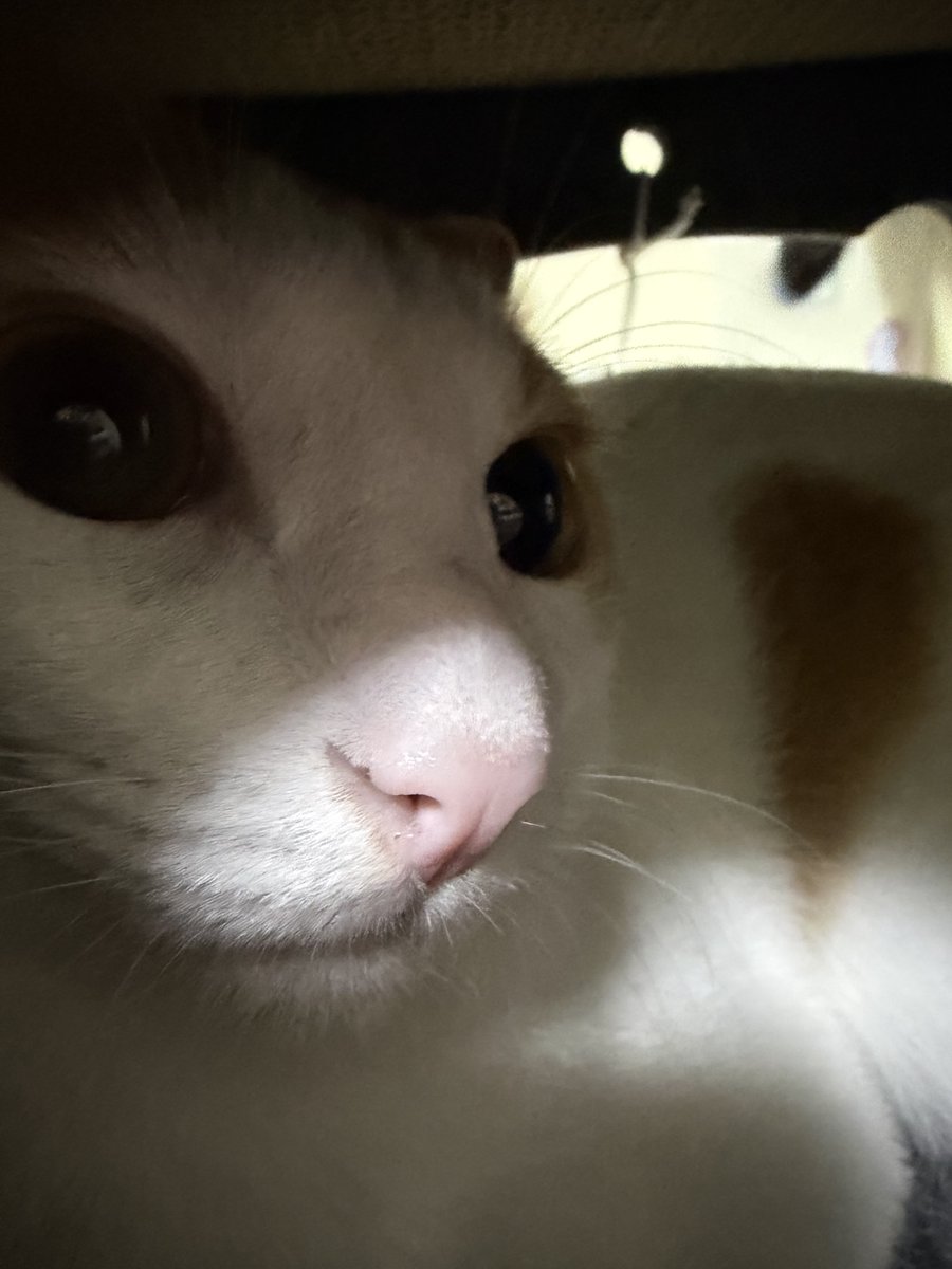 a_anpet's tweet photo. 今日で9月が終わりだと聞いて
#anpet #保護猫 https://t.co/f7qHrC04kk