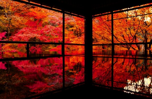 Explo_Kyoto2026's tweet photo. The hot summer is finally coming to an end, and even the sound of insects now carries a hint of autumn. After such intense heat, maybe the autumn leaves will be especially beautiful this year. So, let’s head to Kyoto this autumn.
#Rurikoin #AutumnFoliage #Kyoto #KyotoTravel https://t.co/rXLNTxHw0A