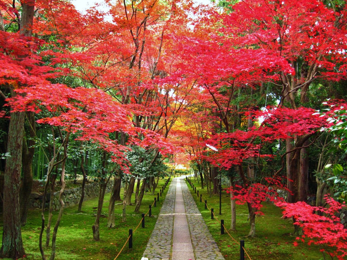 Explo_Kyoto2026's tweet photo. Clatter and rhythm—an autumn journey by train. Rokuōin Temple in Sagano, built in 1379 by Ashikaga Yoshimitsu. Let’s go to Kyoto.
#Rokuoin #AutumnInKyoto #Kyoto #KyotoTravel https://t.co/6xUn8Pf8Br