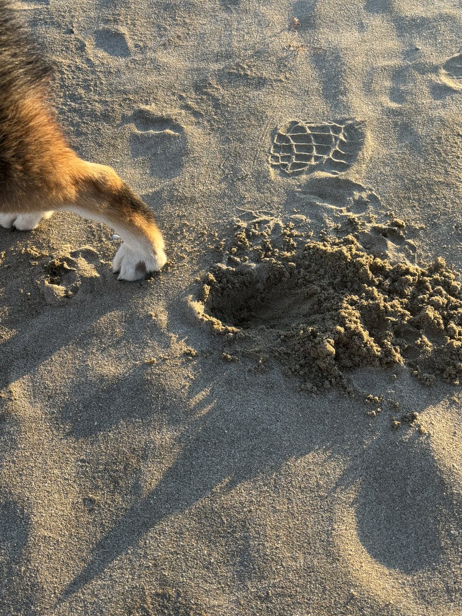 watatan_66's tweet photo. 犬がちょっと掘った穴だよ https://t.co/1DkdO9dQTH