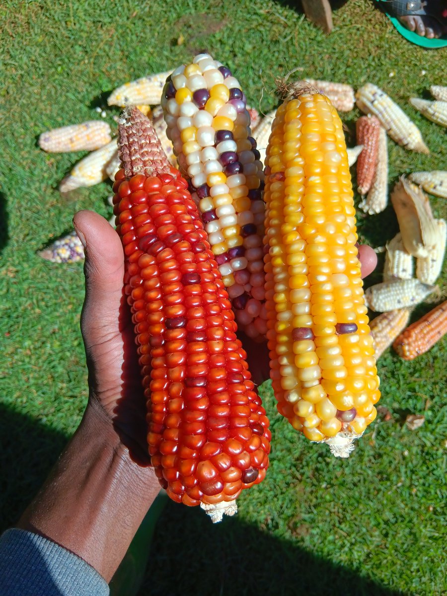 ckiprono_'s tweet photo. Village variety. @Ruthjelagat13 https://t.co/pYfHcVRn3C