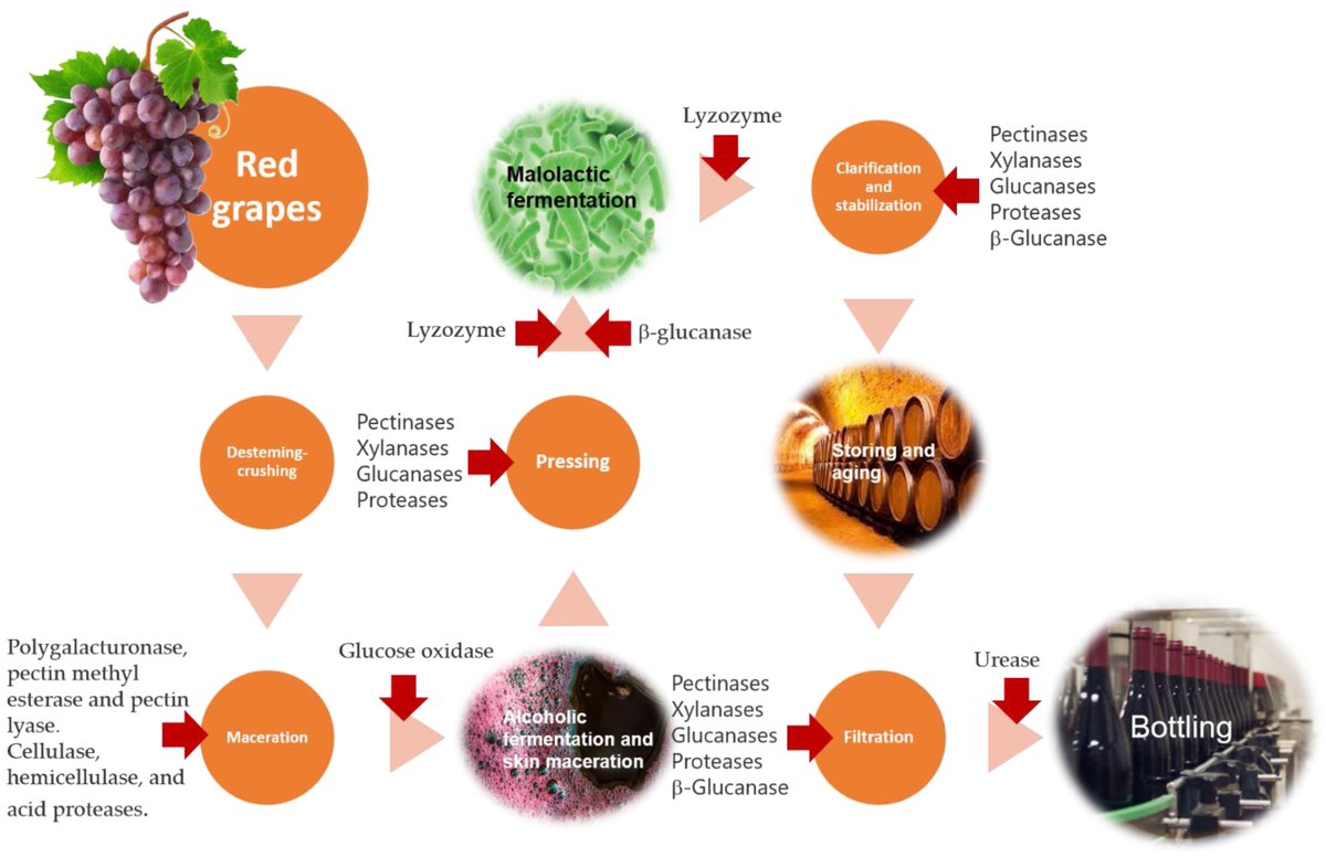 Ferment_MDPI's tweet photo. 🍷How do enzymes shape beverage production?

A review in Fermentation explores the role of microbial and commercial enzymes in winemaking and other fermented beverages.

📖 Read more: https://t.co/8JKBjkVrva

#Fermentation #Enzymes #Winemaking #Beverages #FoodScience https://t.co/qJAbtth4vc