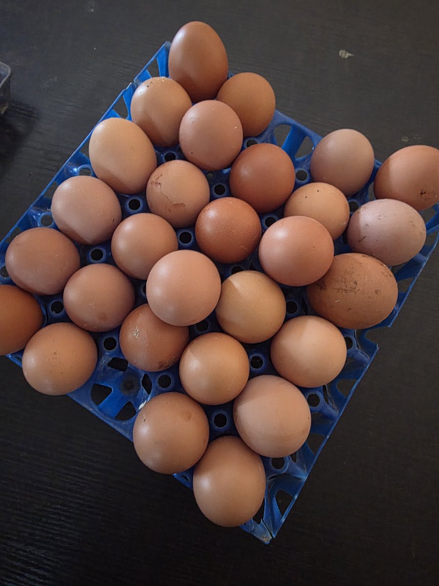 bossolamilekan1's tweet photo. Egg so big that they can't even enter crate, my birds are giving me premium joy https://t.co/kyXRE6er9y