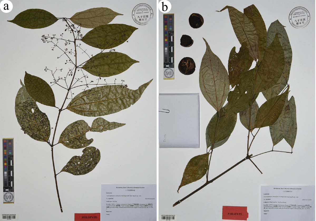 MaximumAcademic's tweet photo. #gComm
344 nuclear genes resolve four clades of Asian Caryodaphnopsis (Lauraceae) and unveil C. minutiflora sp. nov. from low-altitude karst in China.
@GenomeBiology @GenomeFi @GenomeBiolEvol #Lauraceae #Phylogenomics #NewSpecies
Details: https://t.co/XBbeps0FAy https://t.co/qpTA6NebWc