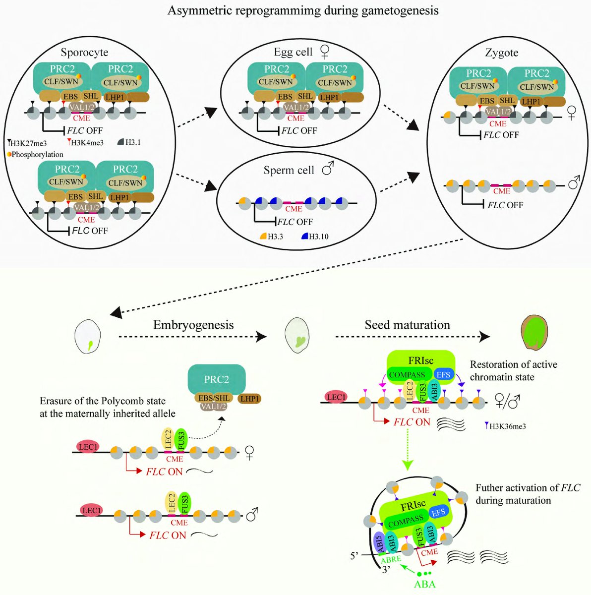 MaximumAcademic's tweet photo. #SeedBio
Seed development resets histone modifications erasing acquired epigenetic states and restoring developmental plasticity across generations.
@PlantSciRes #Epigenetics #SeedDevelopment
Details: https://t.co/iRrI9GnKQh https://t.co/RVGUecLJ3q