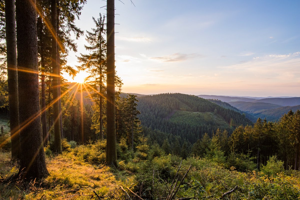 deinsauerland's tweet photo. Der #Rothaarsteig bei #Sonnenuntergang - einfach nur schön. Kein Wunder, dass der beliebte Fernwanderweg von #Brilon nach #Dillenburg auch den Titel "Weg der Sinne" trägt. Wann startet ihr eure nächste Tour?

Foto: Klaus-Peter Kappest https://t.co/7Z76yqG11f