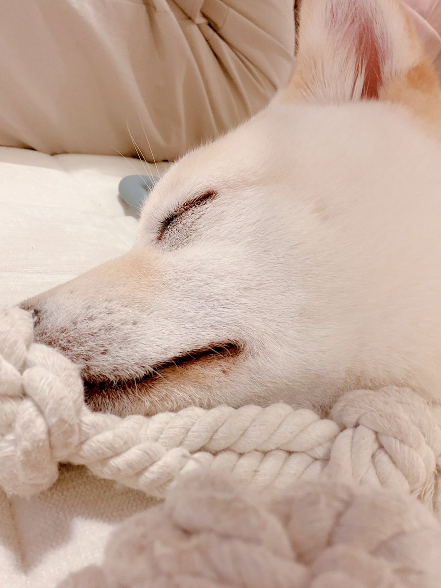 _nagi0603's tweet photo. うめきち爆睡中。 https://t.co/bVpPsmgr9o