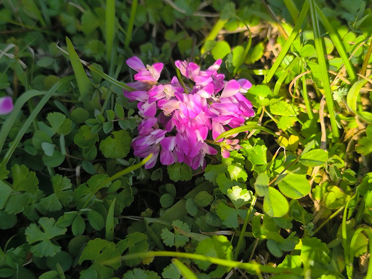 joxtn4140's tweet photo. [纱荒蓟 is a wildflower with delicate threads—gathered a bunch by the roadside today, tiny natural touch for a busy week ]， https://t.co/1hWMlztYOz