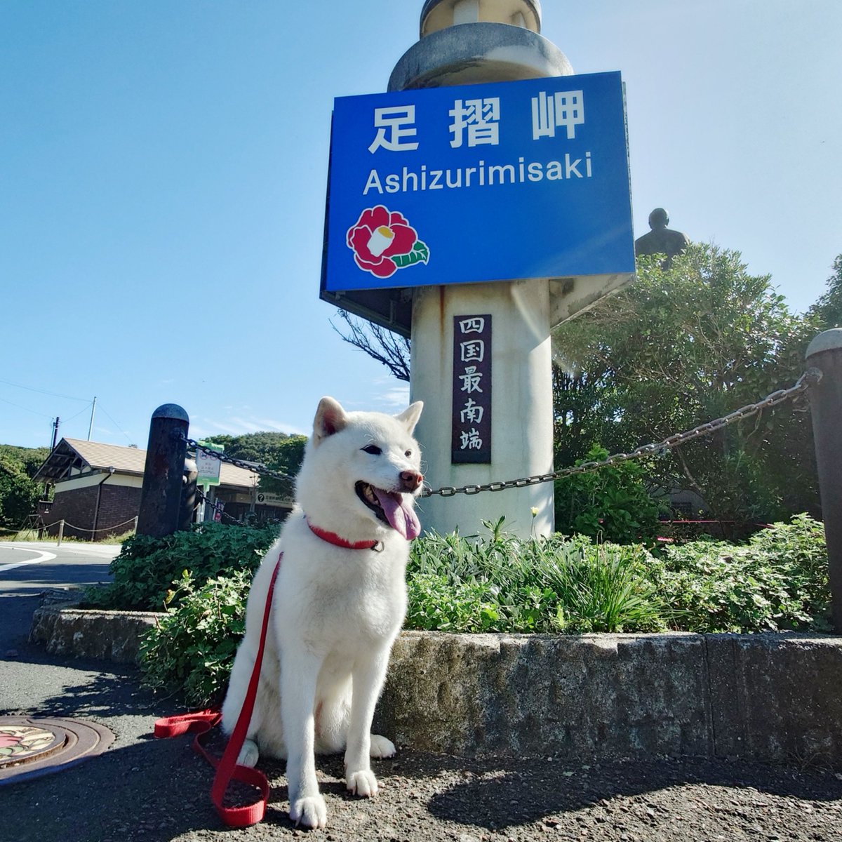 capi_okapi's tweet photo. 白柴キャンツー1355km⑥
〜足摺岬・龍宮神社編〜

#柴犬 #足摺岬 #四国最南端 #龍宮神社 #shibainu https://t.co/0rYdoHWCgH