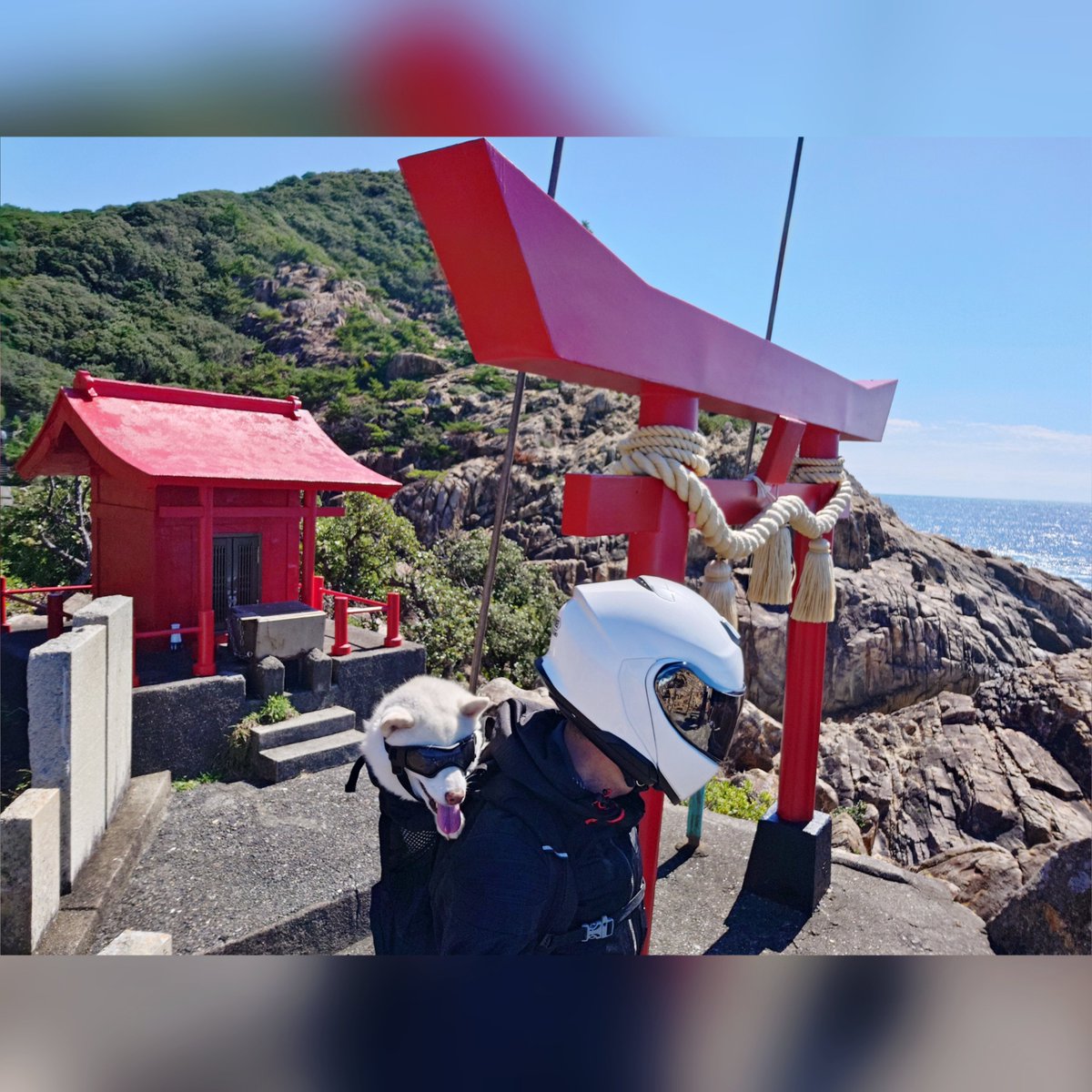 capi_okapi's tweet photo. 白柴キャンツー1355km⑥
〜足摺岬・龍宮神社編〜

#柴犬 #足摺岬 #四国最南端 #龍宮神社 #shibainu https://t.co/0rYdoHWCgH