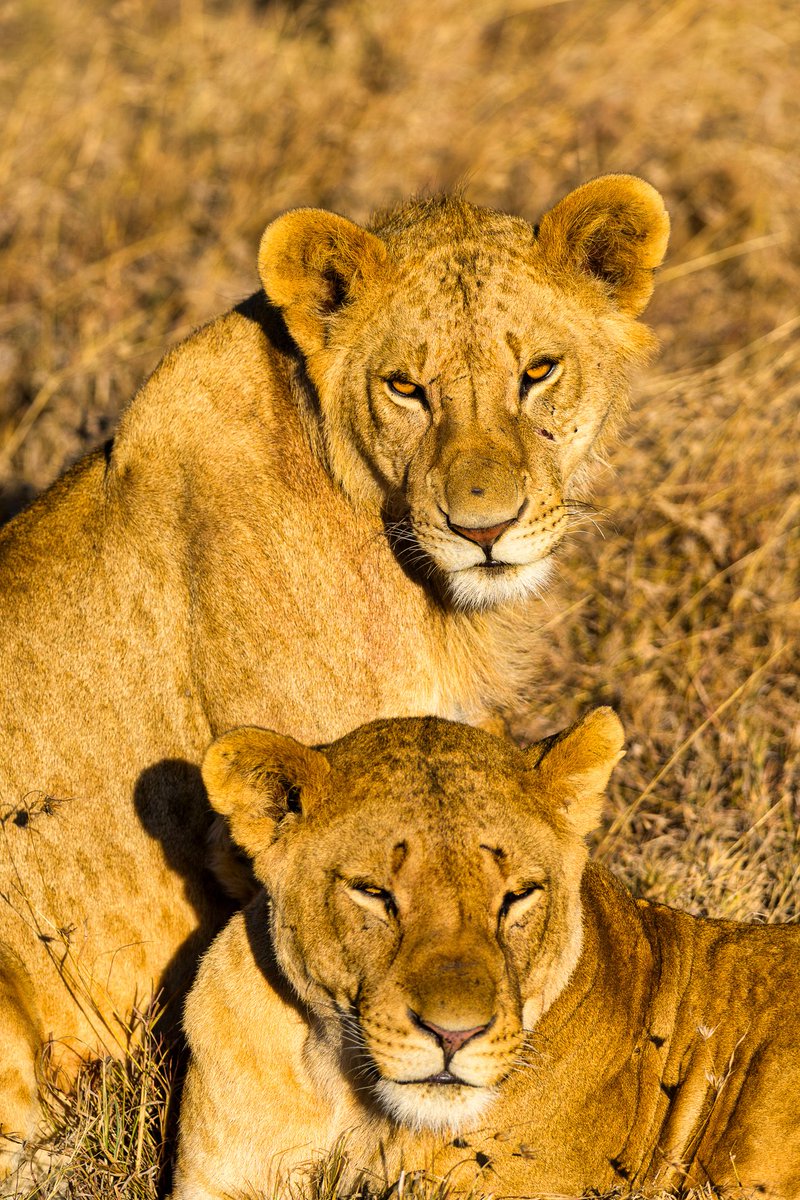 mlyonphotos's tweet photo. Golden light, golden hour, golden pride. 🦁☀️ 
Nothing beats the warm light washing over lions on the savanna.

#WildlifePhotography #Kenya #Lions #BigCats #Safari #NaturePhotography #Nikon #Photography https://t.co/xA2V4PbAtb
