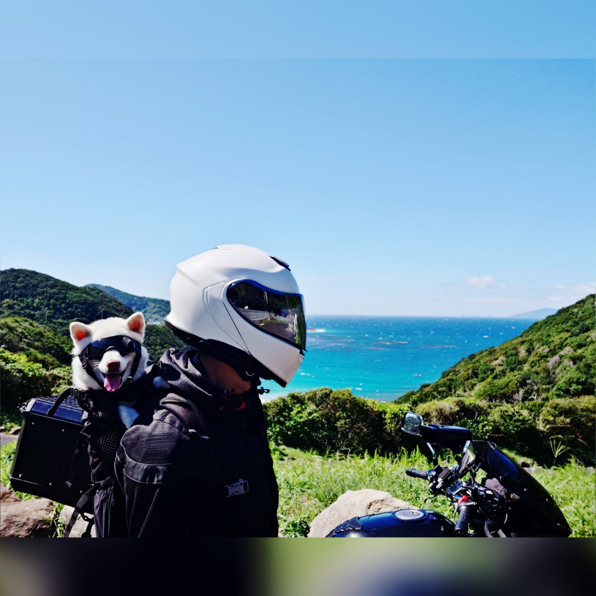 capi_okapi's tweet photo. 白柴キャンツー1355km⑦
〜柏島編〜

#柴犬 #柏島 #柏島ヴィレッジ #絶景展望所 #shibainu https://t.co/k0yWz4jm8u
