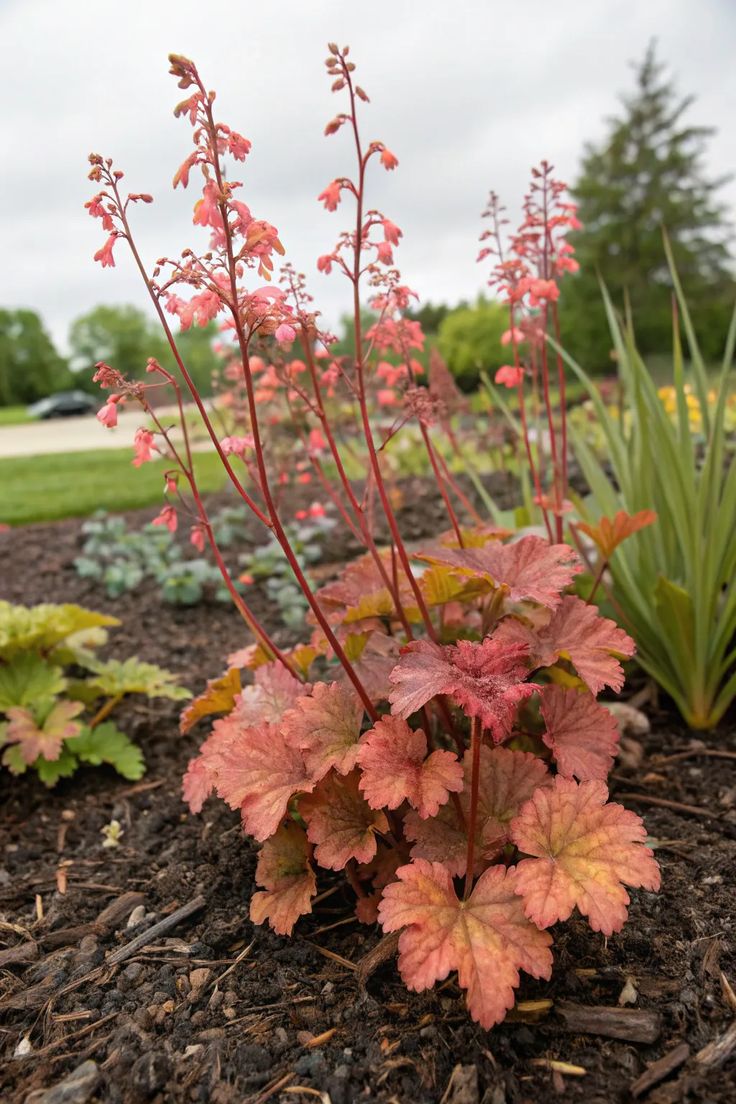 TheBiotaDiary's tweet photo. The ultimate landscaping plant

#coralbells #plant #diary https://t.co/MUJ3K4V5p4