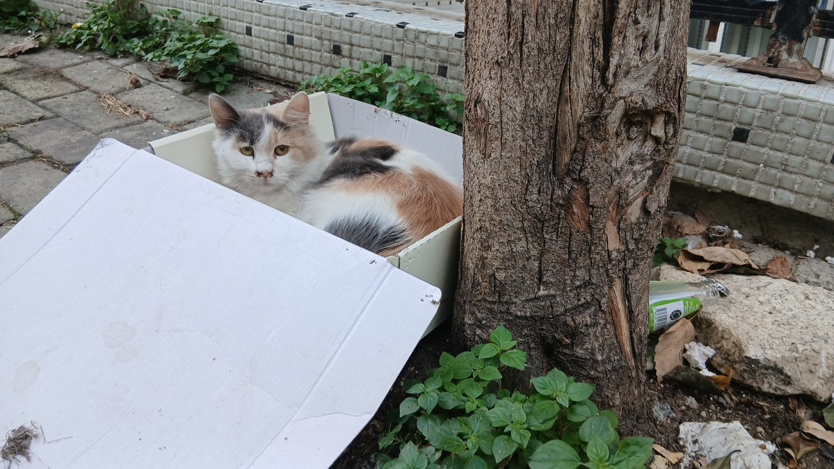 elifkedisii's tweet photo. Evdekilere yana yakıla yuva arıyor, bulamıyorken; sokakta gördüğüme de dertlenip “Acaba ilan açsam yuva bulur mu?” diye kendime ekstra iş çıkardığım doğrudur. 
Ama şansını denemezsem içim rahat etmeyecek.
Var mı bu güzel kızı isteyen? İçinde yattığı karton kutuyu puf yataklara çevirmek isteyen biri? 🥹

Tahminim 4–5 aylık, dişi. İstanbul.