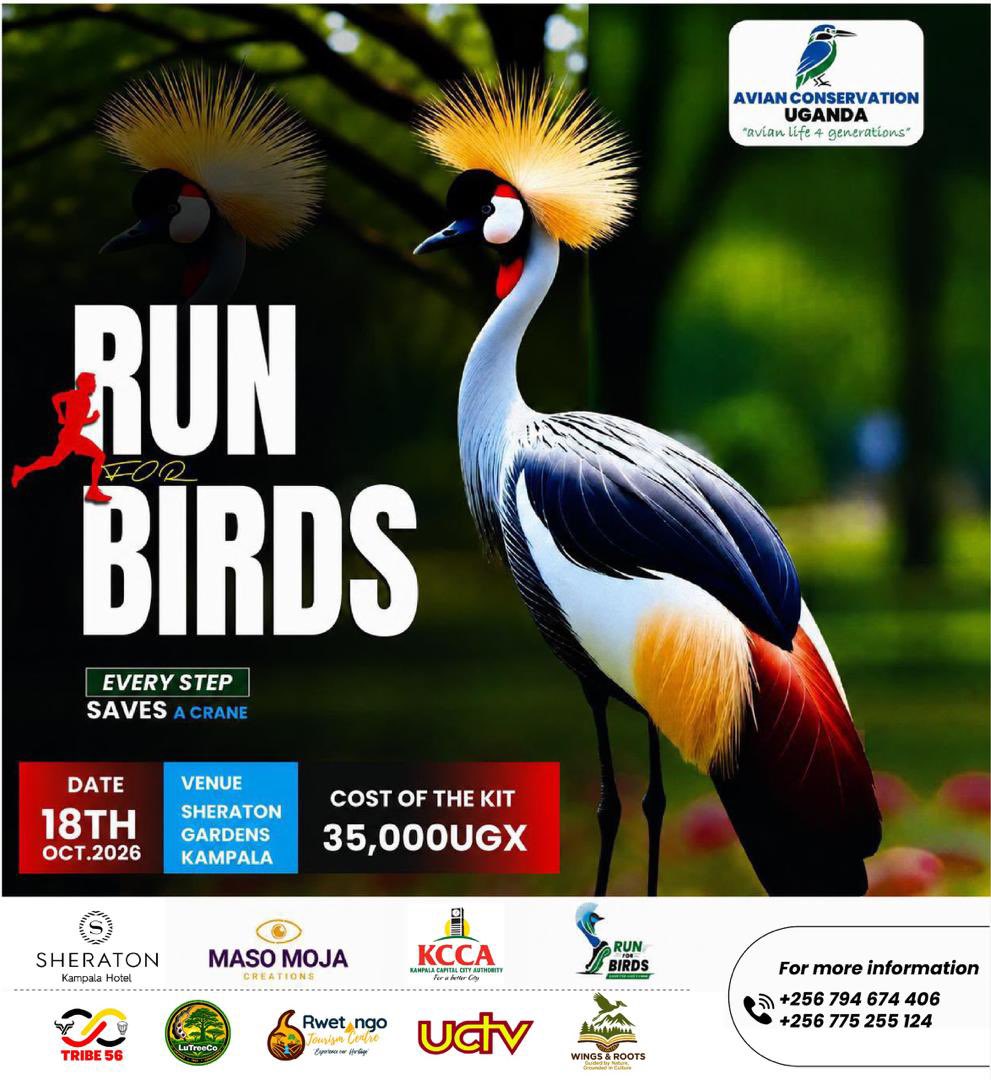 BirdsofUganda's tweet photo. Congratulations to @RwenzoriMarathn & @wekesa_amos up on being voted Uganda’s Best Tourism Product of the Year.

@acus_uganda , together with @runforbirds , warmly congratulates you on this remarkable achievement. Your work shows how tourism, sport, community development and conservation can come together to protect Uganda’s natural heritage while creating meaningful opportunities for local people.

By bringing people closer to Uganda’s landscapes, wildlife, birds and communities, you are helping turn tourism into a powerful force for conservation awareness, environmental stewardship and sustainable livelihoods.

We are inspired by your footsteps and look forward to walking and running alongside you in building a future where tourism helps conserve the very nature and culture that make Uganda special. Keep leading the way. @wekesa_amos @Thomas_Tayebwa @newvisionwire @TourismBoardUg @MTWAUganda @BirdLife_News @birdsoftoday