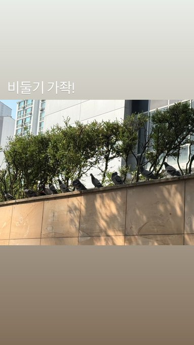 An outdoor scene showing pigeons perched on a ledge behind bushes, with Korean text '비둘기 기착!' (Pigeons arriving!) at the top of the frame.