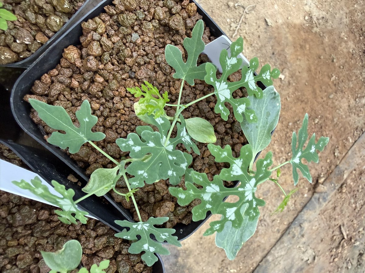 awn_plants's tweet photo. 1年ごしやけどだいぶ発芽した。涼しい方が好きなんか？
#awn_adenia_perrieri 
#awn_adenia
#adenia #アデニア
#adeniaperrieri 

10/2–3 ON THE PLANTS（福岡）
10/31–11/1 BOTANICBOMB
11/28 京都みどりのマルシェ番外編 in トート広場 https://t.co/zes4u1xcbl