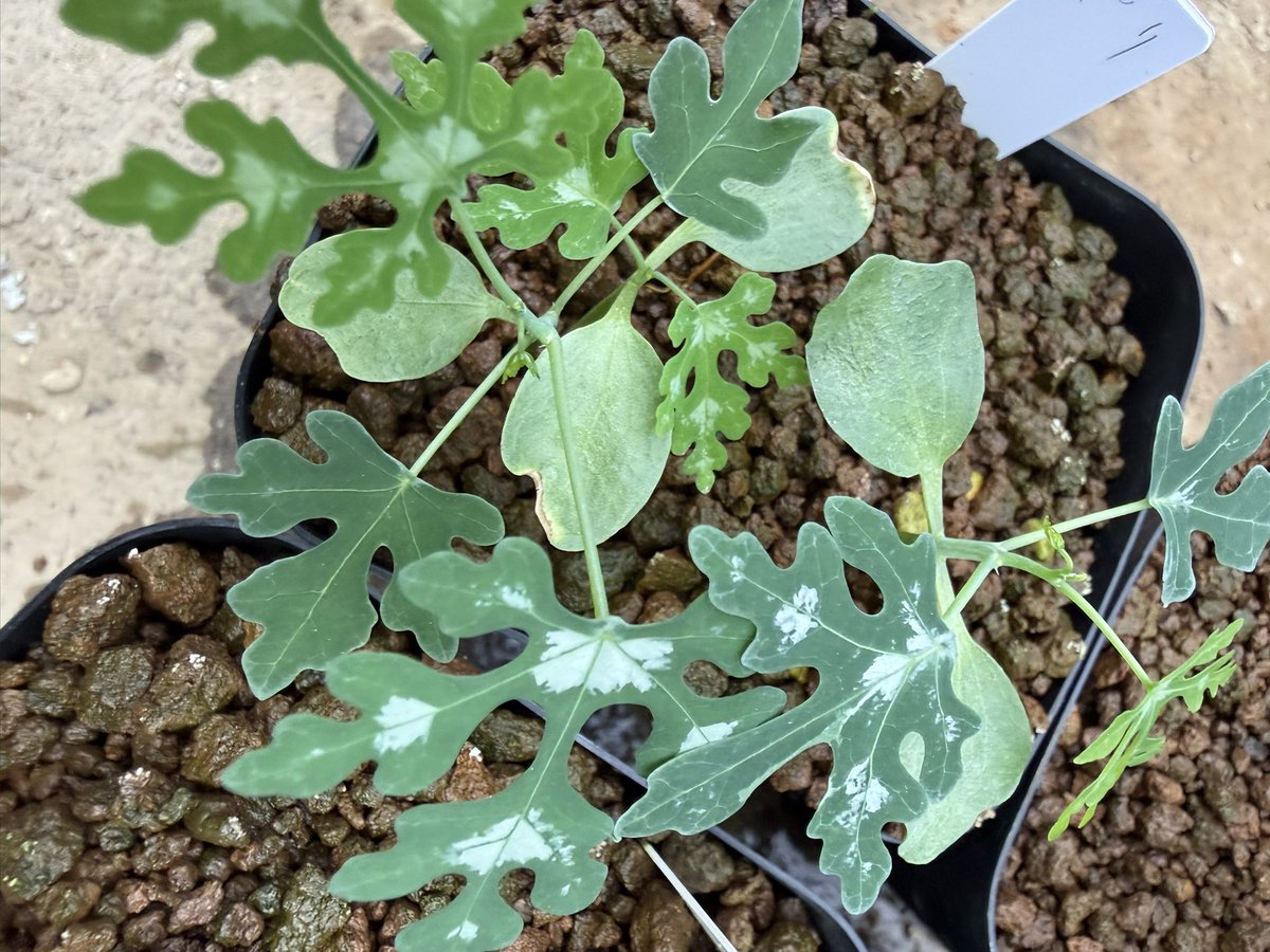 awn_plants's tweet photo. 1年ごしやけどだいぶ発芽した。涼しい方が好きなんか？
#awn_adenia_perrieri 
#awn_adenia
#adenia #アデニア
#adeniaperrieri 

10/2–3 ON THE PLANTS（福岡）
10/31–11/1 BOTANICBOMB
11/28 京都みどりのマルシェ番外編 in トート広場 https://t.co/zes4u1xcbl