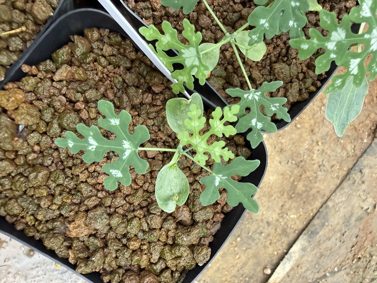 awn_plants's tweet photo. 1年ごしやけどだいぶ発芽した。涼しい方が好きなんか？
#awn_adenia_perrieri 
#awn_adenia
#adenia #アデニア
#adeniaperrieri 

10/2–3 ON THE PLANTS（福岡）
10/31–11/1 BOTANICBOMB
11/28 京都みどりのマルシェ番外編 in トート広場 https://t.co/zes4u1xcbl