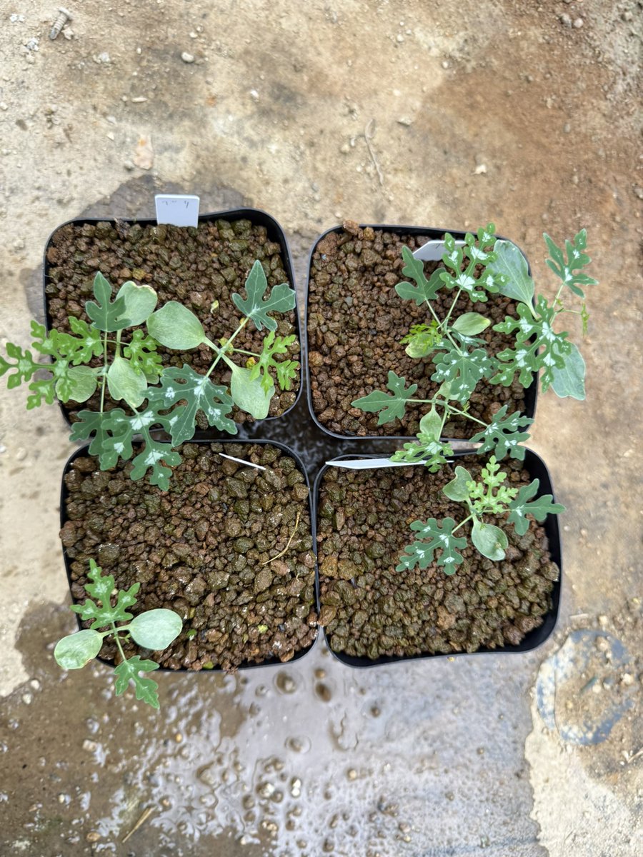 awn_plants's tweet photo. 1年ごしやけどだいぶ発芽した。涼しい方が好きなんか？
#awn_adenia_perrieri 
#awn_adenia
#adenia #アデニア
#adeniaperrieri 

10/2–3 ON THE PLANTS（福岡）
10/31–11/1 BOTANICBOMB
11/28 京都みどりのマルシェ番外編 in トート広場 https://t.co/zes4u1xcbl