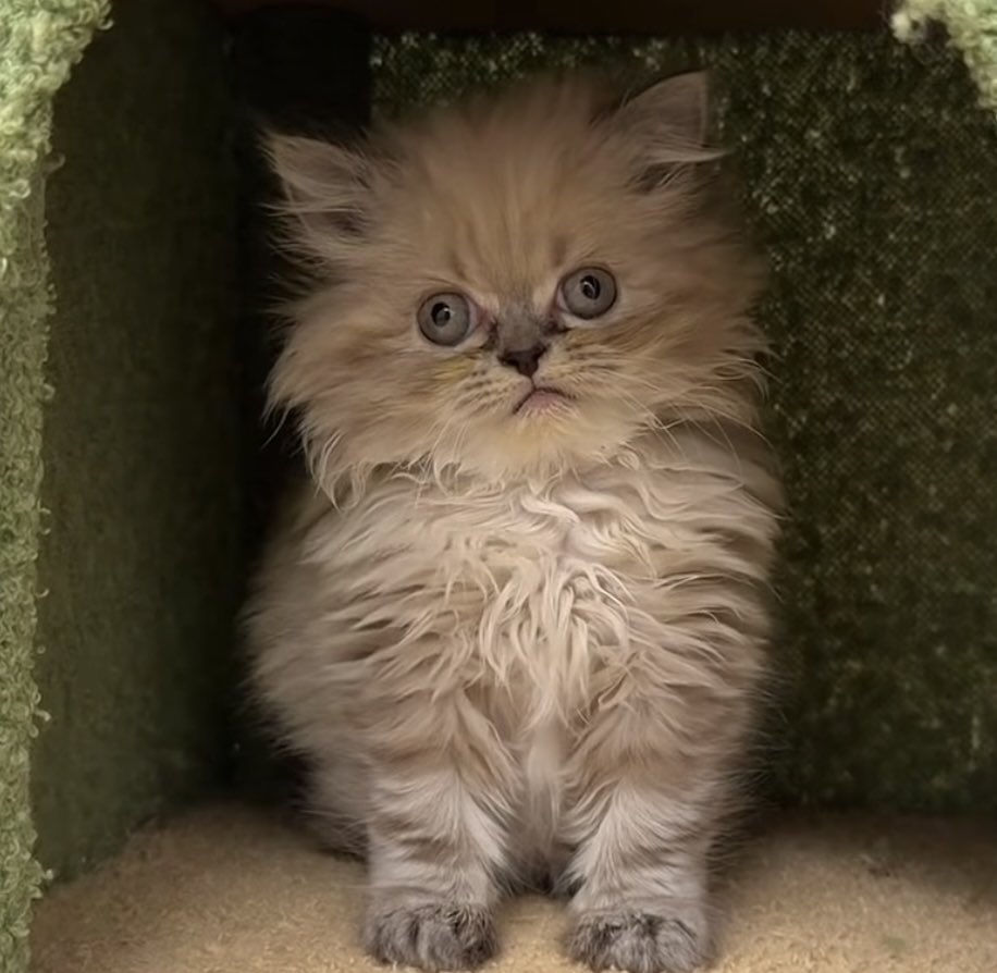 breadchuuuuu's tweet photo. another crispy cat for me to obsess over. I love dusty little Herbert 🥺 https://t.co/w5u8kVkwcI