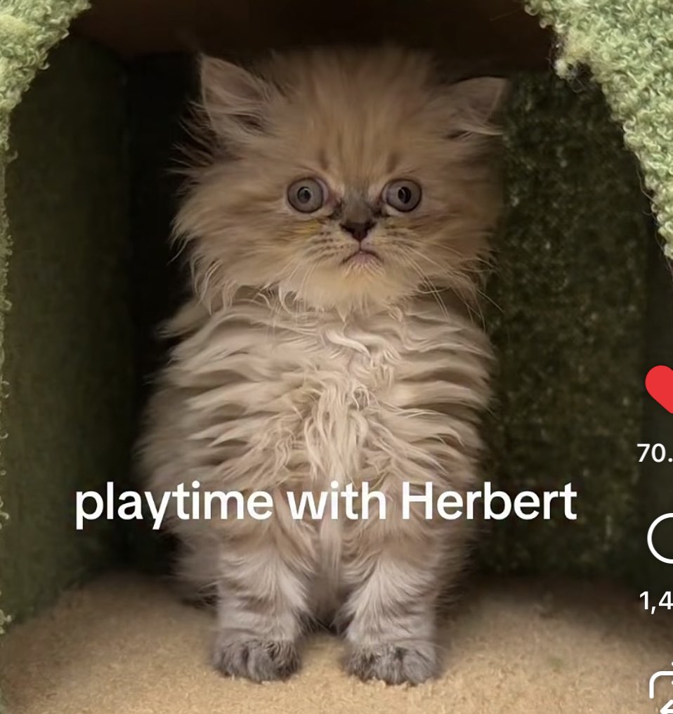 breadchuuuuu's tweet photo. another crispy cat for me to obsess over. I love dusty little Herbert 🥺 https://t.co/w5u8kVkwcI