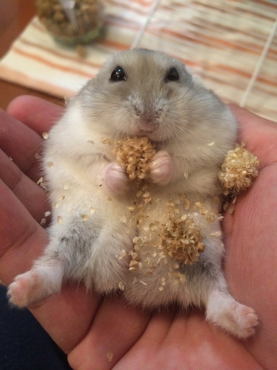 Otojiro0505's tweet photo. ばんごはん🌾🐹
今日もお腹いっぱい

#だいきち https://t.co/9IaMwCBqSA