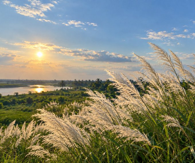 A scenic landscape photograph featuring tall, feathery pampas grass swaying in the foreground, with a sunlit lake, green fields, and a partly cloudy sky at sunset in the background.