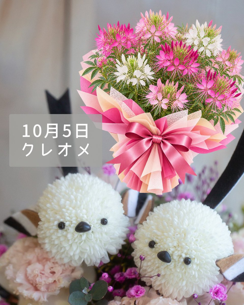 shimachan_ohana's tweet photo. おはようございます

10月5日誕生花
『クレオメ』

今日お誕生日のみんな
おめでとう！(・▴・)

＃お花のシマエナガシマちゃん
＃フラワーショップいしざかオリジナル https://t.co/8V0CElqwWI