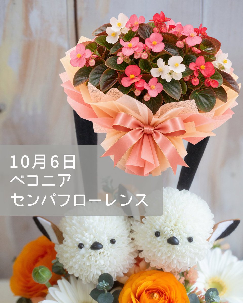 shimachan_ohana's tweet photo. おはようございます

10月6日誕生花
『ベコニアセンパフローレンス』

今日お誕生日のみんな
おめでとう！(・▴・)

＃お花のシマエナガシマちゃん
＃フラワーショップいしざかオリジナル https://t.co/fjNgNPho2c