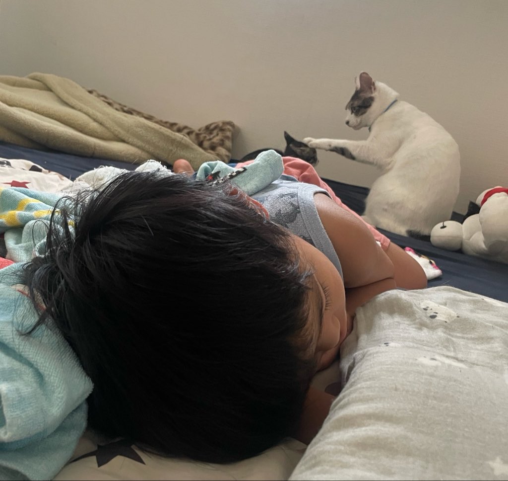 R453374510's tweet photo. 大好きなお兄ちゃんが
寝落ちした後も遊びたくて
周りをチョロチョロしていた末っ子猫を
見兼ねて落ち着かせている弟猫 https://t.co/K79HOzdH0e