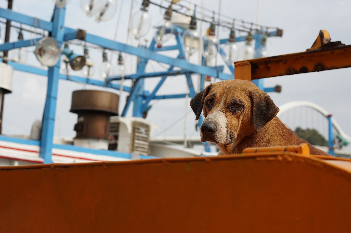 krishna953x's tweet photo. #DogOnBoat #DogOnDeck #DogPhotography #BoatPhotography #ContaxG45 #ContaxG45F2 #Zeiss #SonyNEX5N #SonyNEX #Photography #fotografia #fotografie #Photographie https://t.co/Zf8NOl69F7