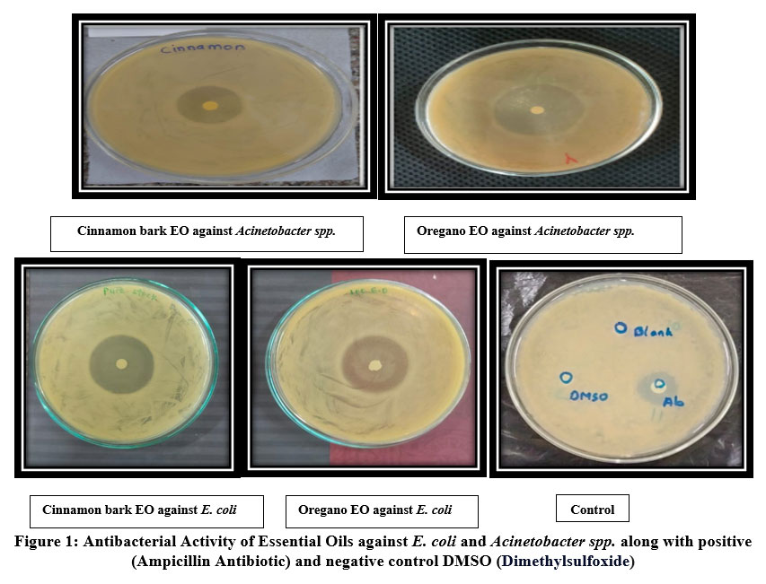 biotech_asia's tweet photo. Natural Oils, Powerful Antimicrobial Potential
Read the Article here: https://t.co/ACIFgd7Oqc
#Acinetobacterspp #Antibacterial #Biofilm #Ecoli #Minimuminhibitoryconcentration #biosciences #Nanoparticles #Science #NanoScience #technology #Biology #Bioengineering https://t.co/ATxlHTS0KQ