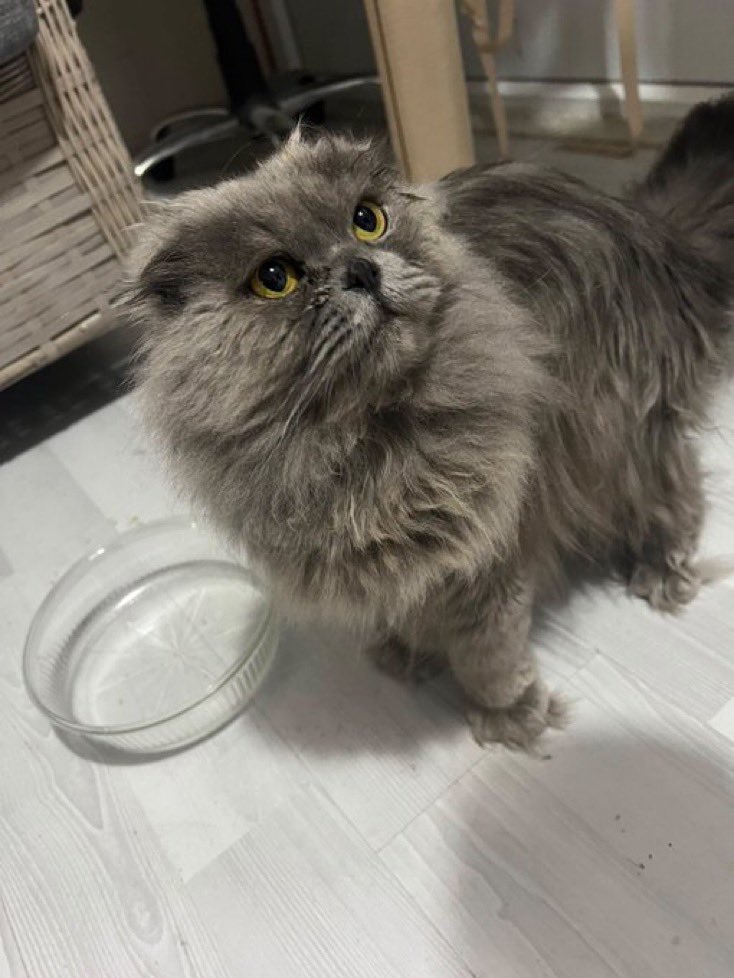 masum_gozler's tweet photo. YUVA İLANI 
Scotishlonghair / 2 Yaş / Dişi / Kısır
Malesef ailesi sokağa terketmiş. Acil ömürlük yuvasını arıyor.
0542 228 8952  NEVŞEHİR

@zllktlr https://t.co/ix0J76btBX