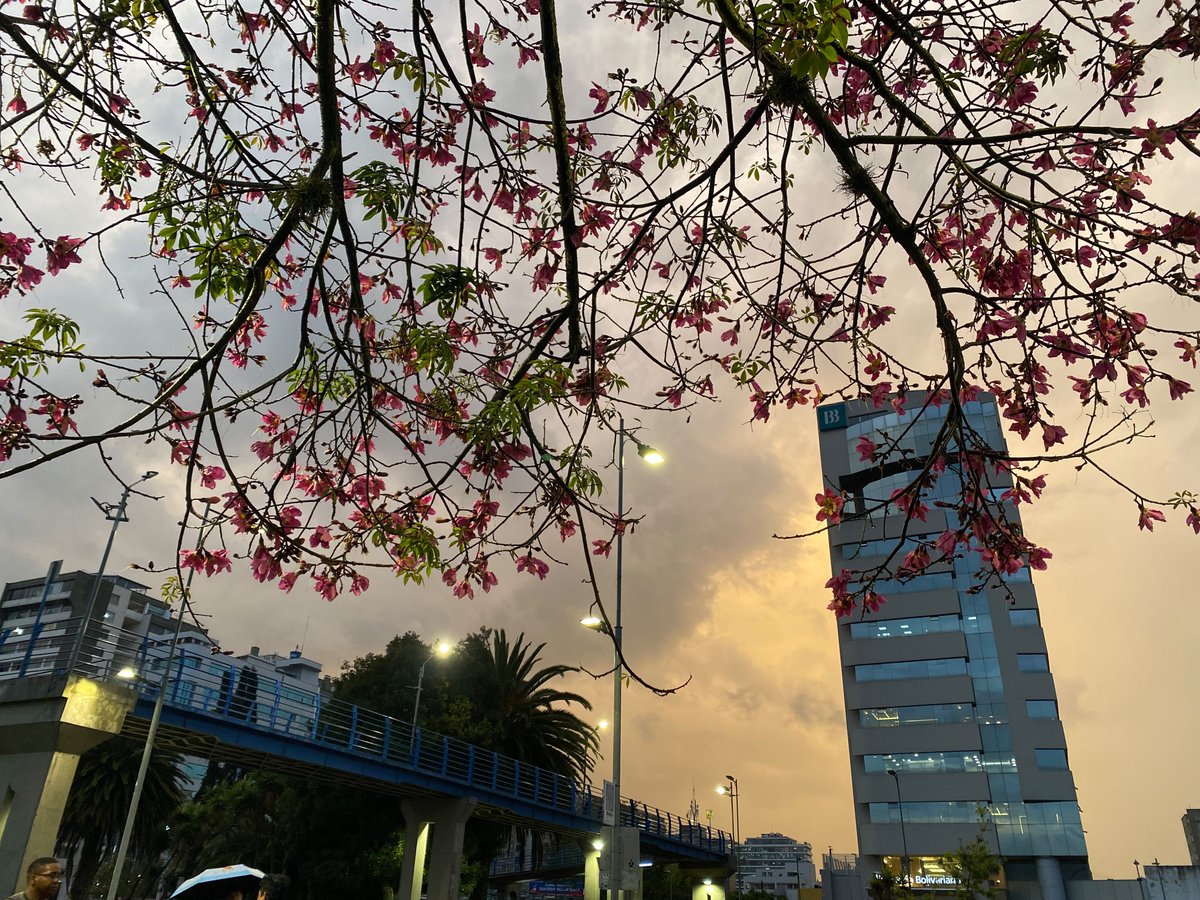liz_av08's tweet photo. Me encantan estos días 🌸 https://t.co/xtkBdw5iN7