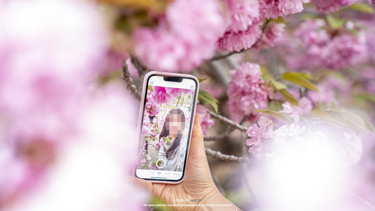 _naSON__'s tweet photo. 경주 겹벚꽃

#불국사 #벚꽃 #Doublecherryblossom https://t.co/2mwiYzNjcU