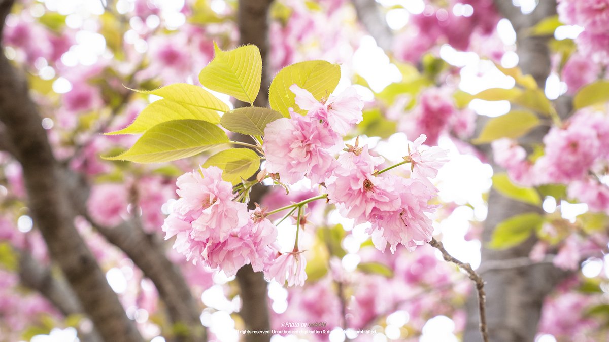 _naSON__'s tweet photo. 경주 겹벚꽃

#불국사 #벚꽃 #Doublecherryblossom https://t.co/2mwiYzNjcU