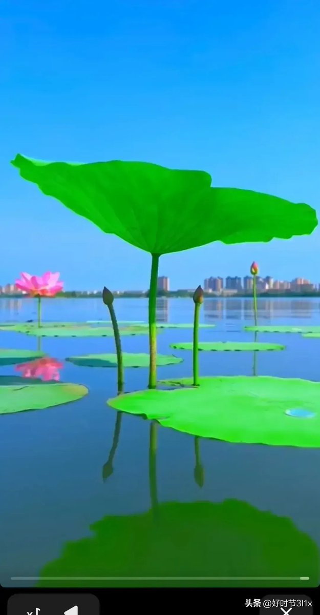 sinsangjin7's tweet photo. [Guess who’s here At the quaint old alley, I caught sight of the girl with a faint blush by the rippling lotus pond—what a lovely scene!]， https://t.co/uRznTRhdZa