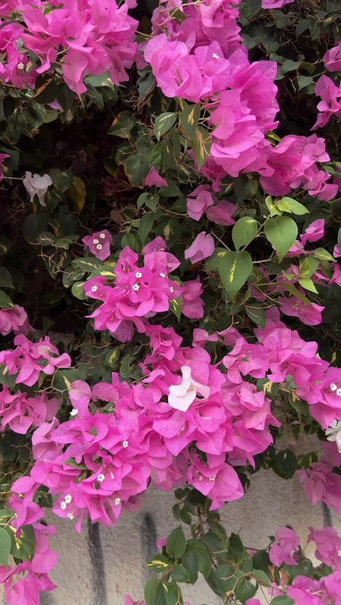 A cluster of vibrant pink bougainvillea flowers blooms among green leaves against a white wall.