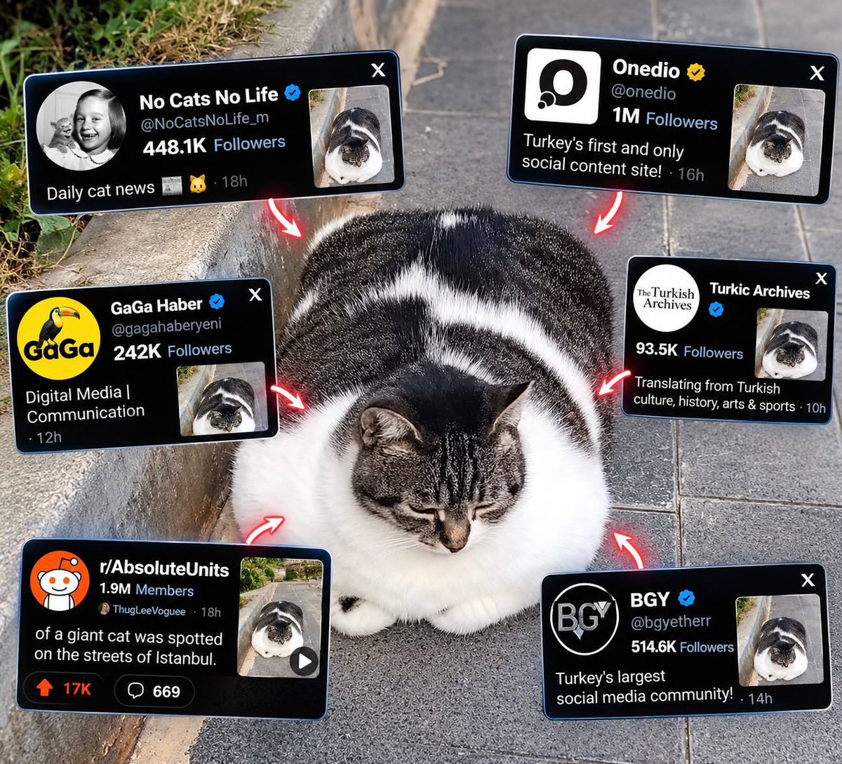 Chonkcat_sol's tweet photo. They all talking about me 😎 https://t.co/EAEPw1aQmZ