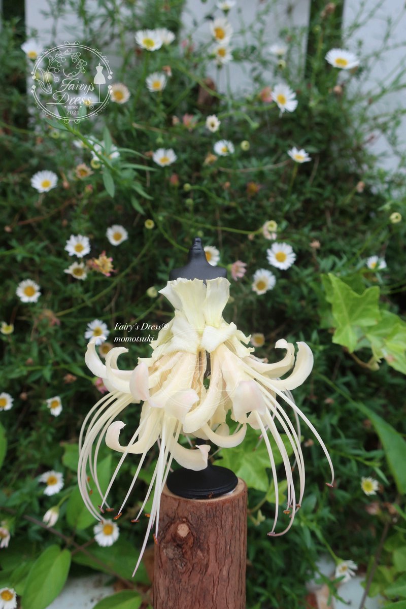 Fairys_Dress's tweet photo. 初秋の黄昏にひそむ、親愛なる妖精の皆様へ

新作をご紹介いたします。

《リコリスの灯火ワルツドレス》

#fairysdress #fairydress
温もりのあるクリームホワイトがベースの花弁をあしらったドレスは、夕暮れ時、あたりが暗くなるとふわりと浮かび上がって見えます。リコリスの花弁はごく淡く仄かに桃色がかった部分もあり、幻想的です。

そして、妙なる踊り手の皆様がくるりと回る時、長い蕊(しべ)は麗しき残影を演出いたします。

マリーゴールドの花びらが胸元と後ろ姿にアクセントを添え、やわらかで暖かみのある色彩が、心に優しく寄り添う一着でございます。

【素材】
◆月と日の光の中育ったリコリス・アルビフローラ
◆ふんわり優しいお月さま色のマリーゴールドの花びら