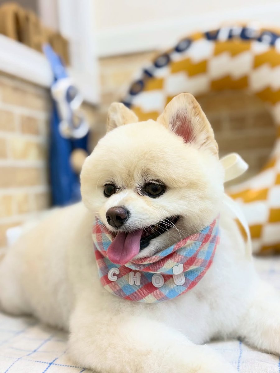 averyyoung5n127's tweet photo. Pomeranian Latte, thank you for visiting our salon. https://t.co/gqnHLmiasl