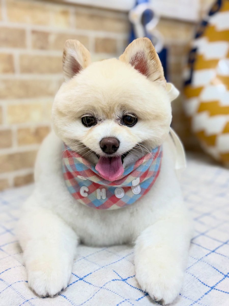averyyoung5n127's tweet photo. Pomeranian Latte, thank you for visiting our salon. https://t.co/gqnHLmiasl