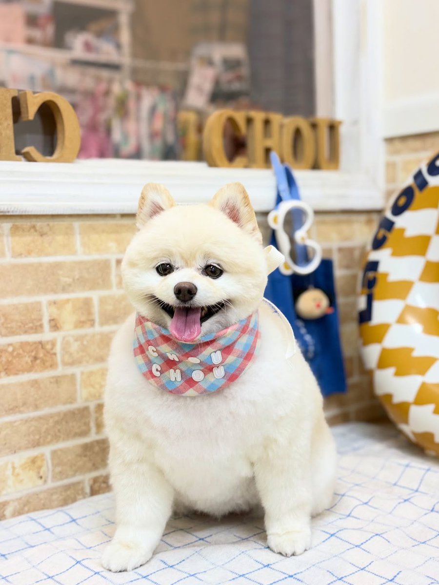 averyyoung5n127's tweet photo. Pomeranian Latte, thank you for visiting our salon. https://t.co/gqnHLmiasl