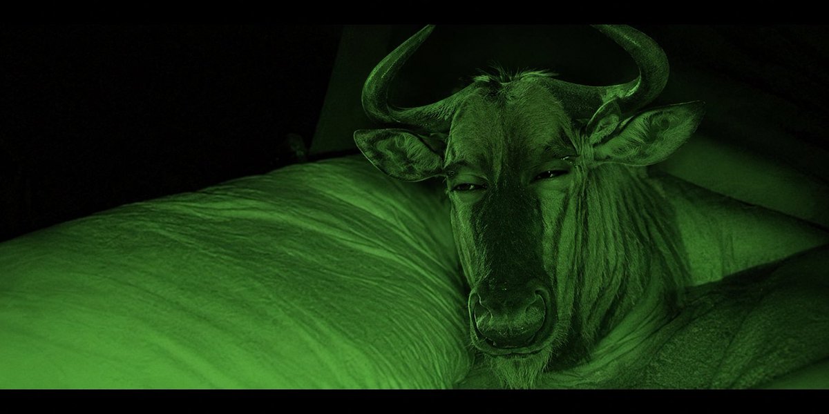 RumGV's tweet photo. @coingecko Lol wildebeest https://t.co/NYzHcQnkjN