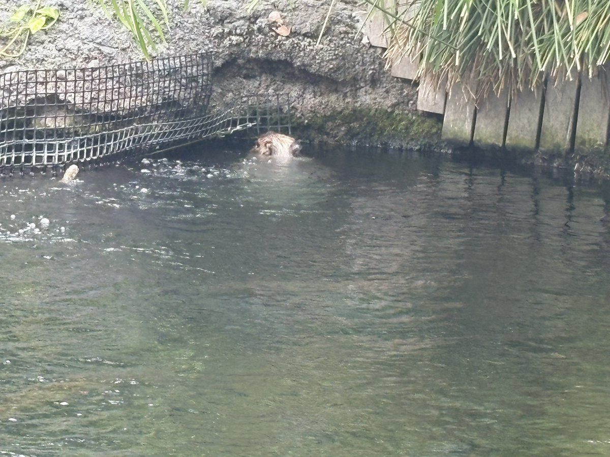 nuralipyon's tweet photo. そういえば先日 #深海と星 のロケ地で有名な #なかがわ水遊園 さんに聖地巡礼に行ってきました！！🐟

グフフ、そうです！！私がBLにハマるきっかけになった #ハセフカ デート回の爆萌えパワースポットです！

待ち合わせの時のハセの
「フーカセっ」の
どこか既視感のある透明な声‥
たまらんです。よね？����

平日で、曇り空な天気でしたが、聖地巡礼とみられる若い女性達もチラホラ（ハセフカ流石っす）🎩

本当は、私も待ち合わせ場所の前で写真撮りたかったのですが‥

これまた聖地巡礼？と思われる男子高校生カップル？がなかなかどかない。。👯

最初は楽しそうな2人を微笑ましく待っていたのですが、待つこと40分弱‥

ずーっと「これイワナかな？」とか言ってるんですね。🫨

「それイワナやないっ！タナゴやっ！」と心の中で突っ込みながら、待ちきれず写真をパシャリ📷💡

でもまぁ、周りの人達もざわつくくらい可愛らしい2人だったから🆗牧場無問題

でももしかして‥
「あの子達もいつかは第二のハセフカに！？」😍😍😻

なーんて妄想しながらオジサンはアクスタを鞄にしまうのでした‥

その後ドクターフィッシングで手を突っ込んだら腕が引きちぎれるくらい魚が集まってきて、出禁になりました！爆！🙅‍♀️

帰りに栃木の美味いもんでも食べようと思いましたが中々決めきれず、結局最寄駅の富士そばで肉富士そばを食べて帰りました。
🍜🍜🍜

#陽キャ集団
#架空中年日記
#何故か同じ世界線で生きようとする
#TVer20万人いきたいんや
#今が勝機
#ミスって台本持ったまま写真撮っちゃったので何か良きものに変えれたらめちゃ助かります