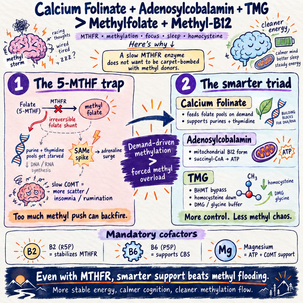 biohackerziv's tweet photo. Calcium Folinate + Adenosylcobalamin + TMG > Methyl-Folate and Methyl B12.

"Oh, but I have MTHFR polymorphism"

Even then.

Here's why and science behind 👇

The dogma that MTHFR mutations (C677T/A1298C) require mega-dosing Methylfolate (5-MTHF) and Methylcobalamin (Methyl-B12) is driving widespread ADHD, insomnia, OCD, etc.

A sluggish MTHFR enzyme does not want to be carpet-bombed with exogenous methyl groups.

The physiologically superior triad that outclasses the methyl stack—even in homozygous MTHFR variants—is:

Calcium Folinate (Folinic Acid) + Adenosylcobalamin + Trimethylglycine (TMG)

This framework restores nucleotide synthesis, powers mitochondrial respiration, and clears homocysteine through hepatic bypasses while allowing cells to regulate methylation on demand.

The 5-MTHF Trap: Starving DNA & Spiking Adrenaline

• The Irreversible Checkpoint: 

MTHFR irreversibly shunts folate into 5-MTHF. Once committed, it can only remethylate homocysteine via Methionine Synthase (MTR). It cannot reverse.

• Genomic Starvation: 

Flooding 5-MTHF bypasses upstream pools, starving de novo synthesis of purines (adenine/guanine) and thymidylate (dTMP via TYMS). RNA synthesis, DNA repair, and red blood cell division stall.

• The COMT Adrenaline Crash: 

Rapid SAMe spikes from unbuffered 5-MTHF hyper-activate PNMT, shunting norepinephrine into adrenaline. 

In slow COMT phenotypes, accumulating catecholamines cannot be cleared, triggering acute adrenergic anxiety and executive collapse.

Calcium Folinate: Demand-Driven Folate Flux

• Upstream Entry (MTHFS): 

Converted by MTHFS directly into 5,10-methenyl-THF, which effortlessly feeds 10-formyl-THF (purines/ATP) and 5,10-methylene-THF (thymidine for DNA stability).

• Physiological Mass Action: 

Folinate pushes adequate substrate through a sluggish MTHFR enzyme via mass action strictly on demand. You get complete genomic repair without dumping unbuffered methyl donors into the central nervous system.

Adenosylcobalamin: Mitochondrial ATP Over Synaptic Noise

• The True Tissue B12: 

While Methyl-B12 acts only in the cytoplasm, Adenosylcobalamin (Dibencozide) is the exclusive B12 cofactor for mitochondrial Methylmalonyl-CoA Mutase (MUT).

• Krebs Cycle Flux: 

MUT converts L-methylmalonyl-CoA into Succinyl-CoA, driving the citric acid cycle, ATP production, and odd-chain fatty acid catabolism.

• Regulated Shunting: 

Via the CblC pathway, the cell utilizes it for mitochondrial energy while routing a controlled fraction into cytosolic Methyl-B12 strictly as required—preventing synaptic methyl overload.

TMG: The Folate-Independent Homocysteine Bypass

• The BHMT Highway: 

In the liver and kidneys, Betaine-Homocysteine S-Methyltransferase (BHMT) directly remethylates homocysteine to L-methionine by consuming TMG.

• Zero Folate/B12 Dependency: 

Clears systemic homocysteine and generates native SAMe without requiring MTHFR or the folate cycle.

• The Inhibitory Buffer: 

TMG metabolizes into DMG and then Glycine—an inhibitory neurotransmitter that quenches excess NMDA glutamate excitotoxicity and shields against central anxiety.

• Mandatory Cofactors:

Riboflavin-5-Phosphate (Active B2, 25mg to 50mg):

Generates FAD, the obligate prosthetic cofactor that physically stabilizes the MTHFR enzyme.

Pyridoxal-5-Phosphate (Active B6, 25mg): 

Drives downstream Cystathionine Beta-Synthase (CBS) to shunt excess homocysteine into glutathione and taurine.

Magnesium (300mg to 400mg): Powers ATP-dependent kinases and COMT clearance.